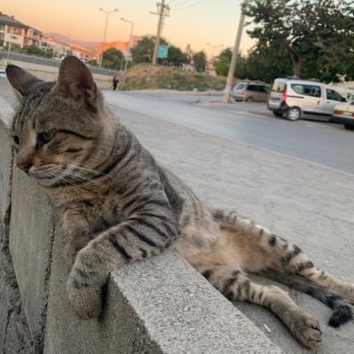 Tifils (eltifils.lens) (🌸, 🌿)