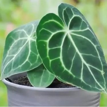 RezekiAnakAamiin 🤲