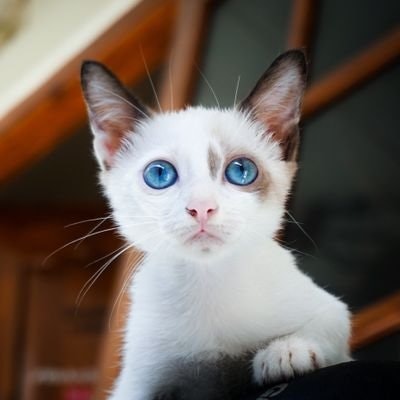 Suaminya Muslimah_GratisTag.