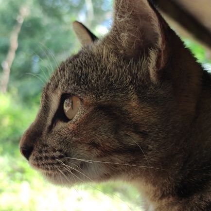 Aurum💚 (Free tag) ✨