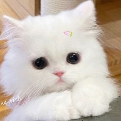 Sav֪ free tag🍀☘️