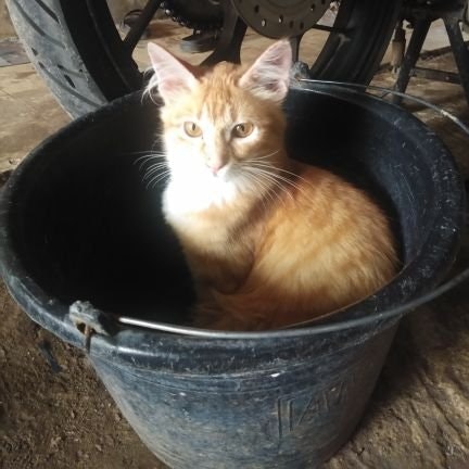 Isye 🌲 $TTC🎉⚡🍪