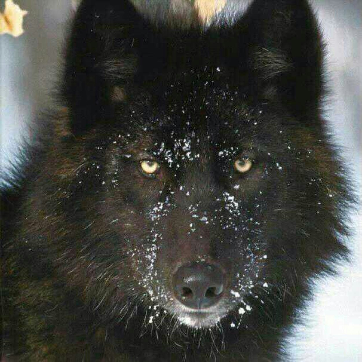 Alfred Wolf Rose 