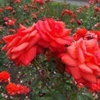 Виталина Радина