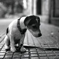 Alberto Perropro Alepuz