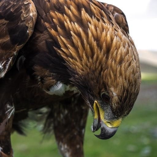 nozipp sleeping bags