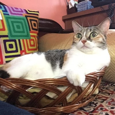 L. Kedaara Srideepti