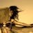 Shara Raqs