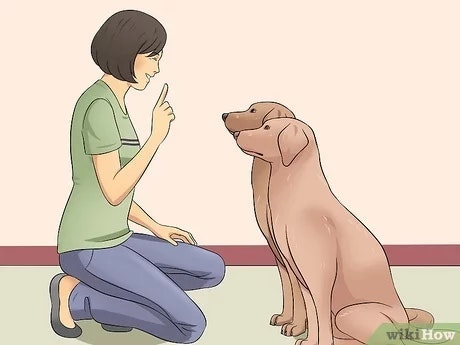 How to tame your dog