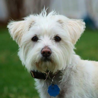 Jennifer Labrie Pereira