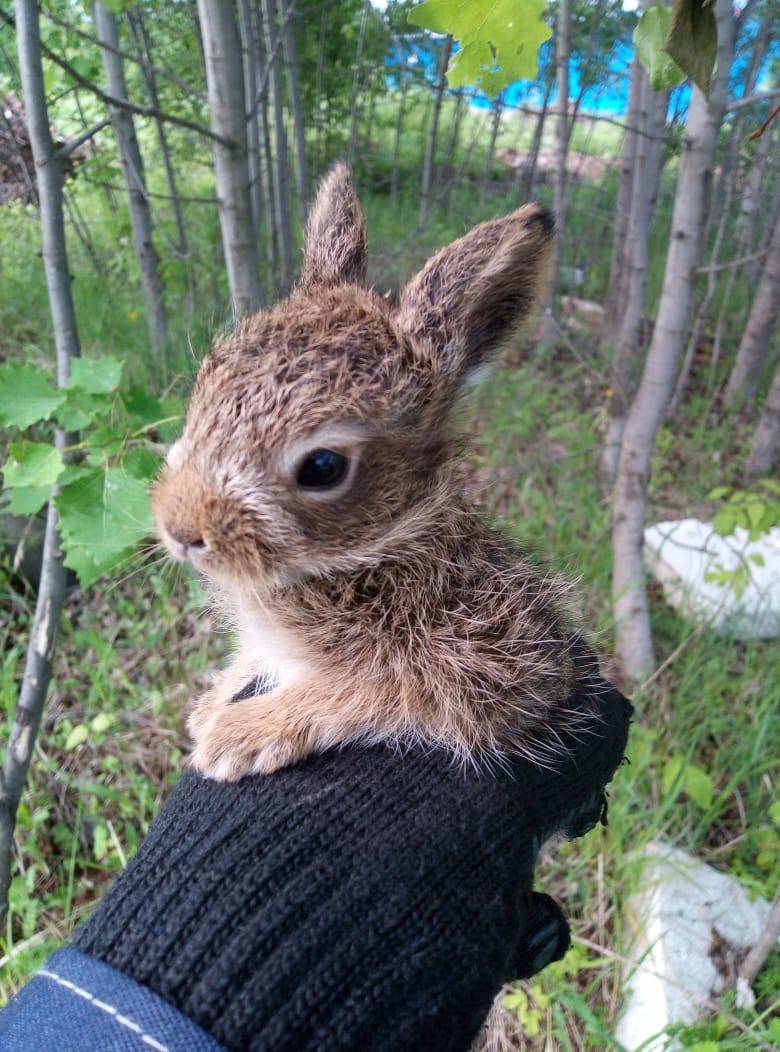 Анатолий Лесников