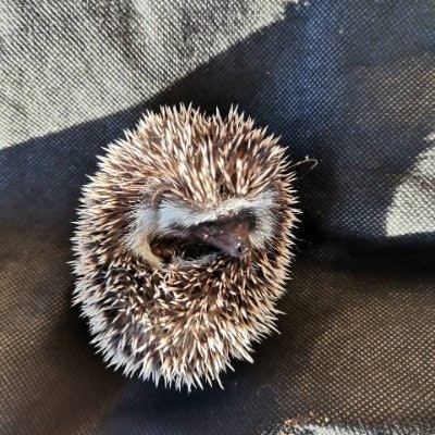 Anthony Liu ⚛️ （✊, ⬜）