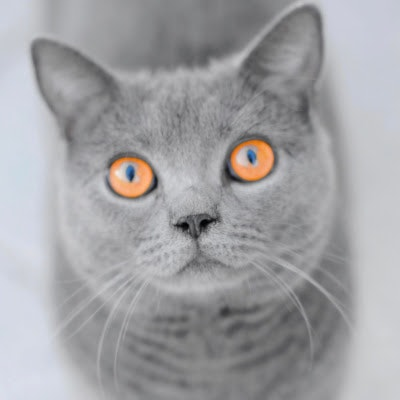 Pet supplies online in Portland OR