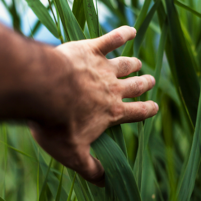 Mohamed el moussafir