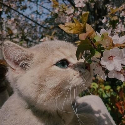 Olamilekan.bit|Bennetta1.lens(💙,🧡)(🌸, 🌿)