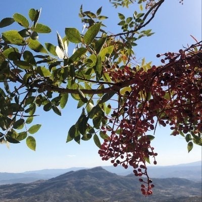 melik (💙,🧡)"🏰" "🛸"🐰"🔴✨".lens