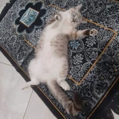 FREETAG WINNER UNLIMITED