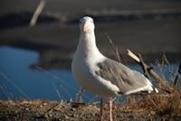 Henriette Dahl Storm