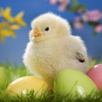 doghoney l dosam1.bnb l .lens(💙,🧡)🛸(🌸, 🌿