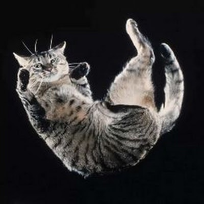 ProductHunt profile picture for @falling