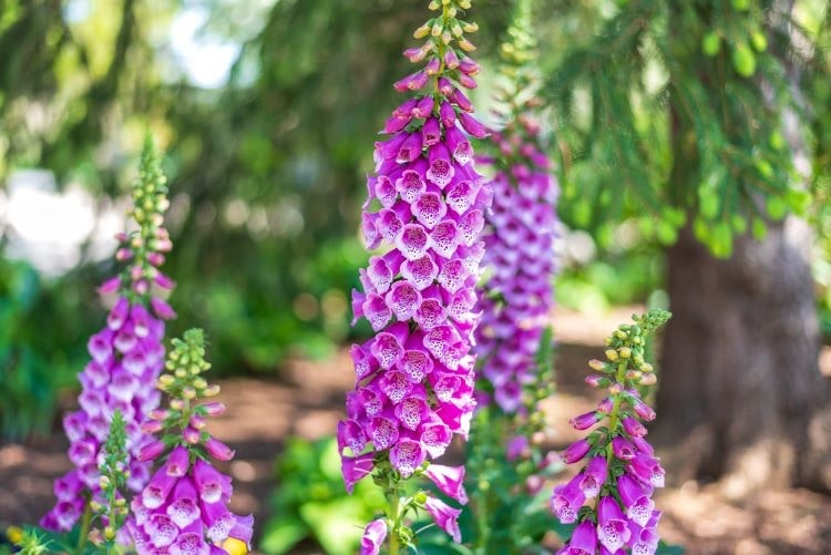 Gaurav & Sharon Srivastava