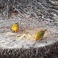 Debbie Gurwell-Fowler