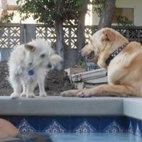 Konstantin Alexopoulos