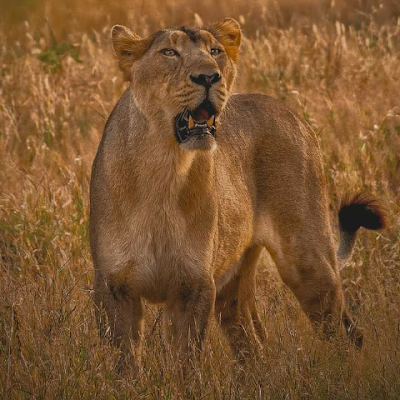 yonatan afewerki habte