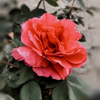 صلوحة الباحة