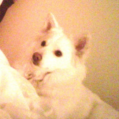 Believer of Jesus Christ