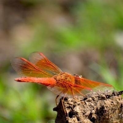 Gaurav Kumar Kushwah