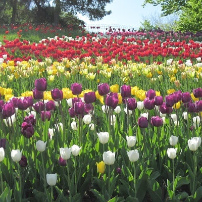 Anastasia Svitlychna 