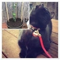 Craig Anthony Newman