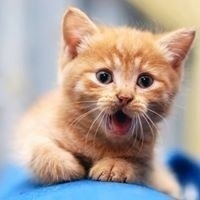 Виктория Горбунова