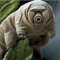 Nitsan Tardigradski Seniak