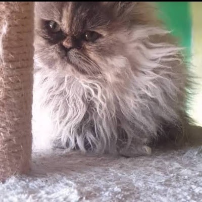 Sajad Malakouti (Doctor Strang)