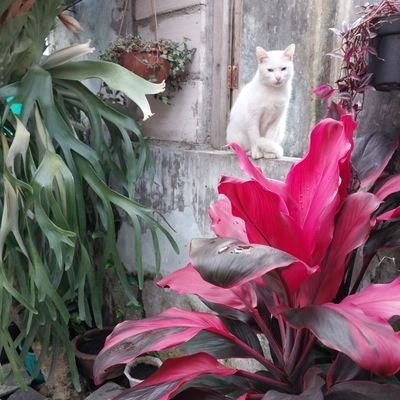 Vici tag aja🌸🌿