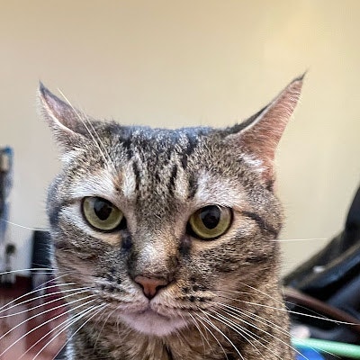 ProductHunt profile picture for @capri