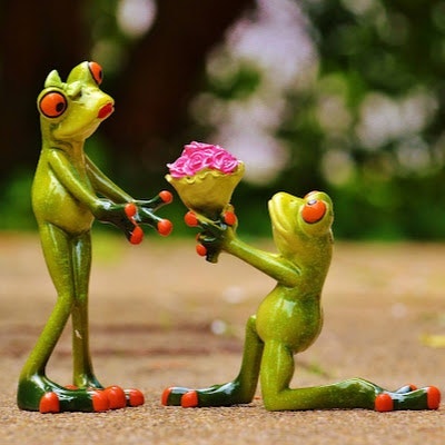 cat一只看世界的猫