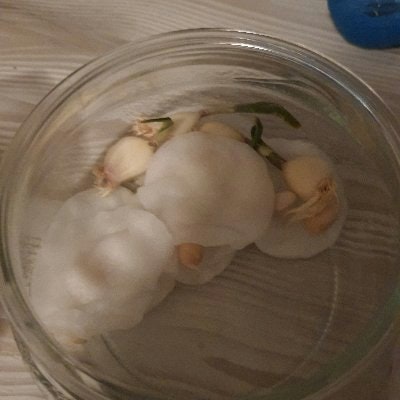 Eda (🌿) (💙,🧡)(L3, ❄️)