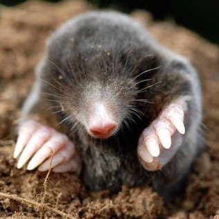 Олег Крот ⚙️| SeaPad