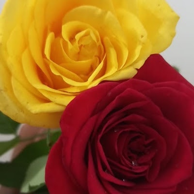 The Second Hemisphere of life