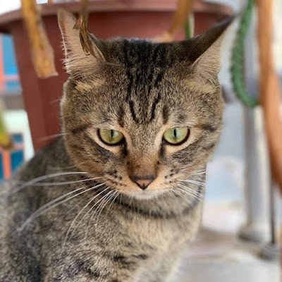 21. Đỗ Phương Linh