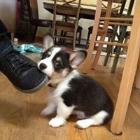 Алёна Коптелова