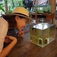 Manow Sirisansaneeyakul