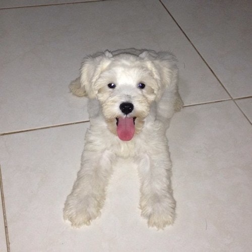 Lawrence Simón Vega