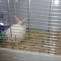 Влад Бжеский