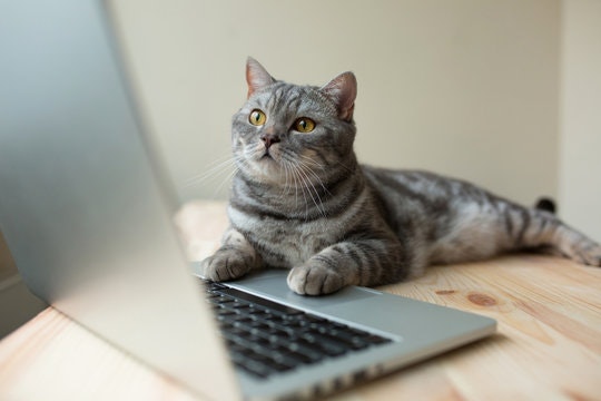 Purrrealist