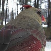 Lynn M. Acker McGuire