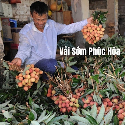 Vải sớm Phúc Hòa